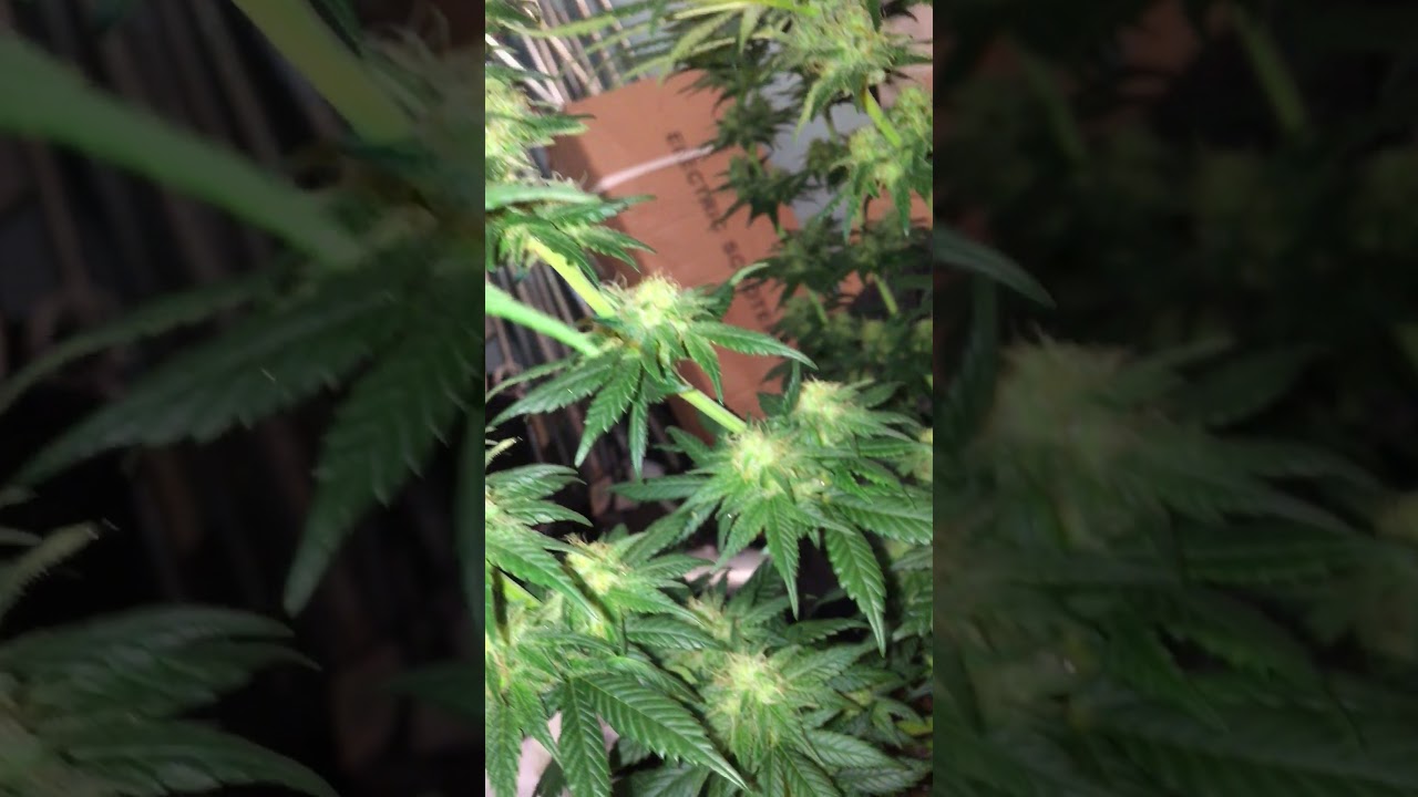 Cbd skunk haze from cbd crew
