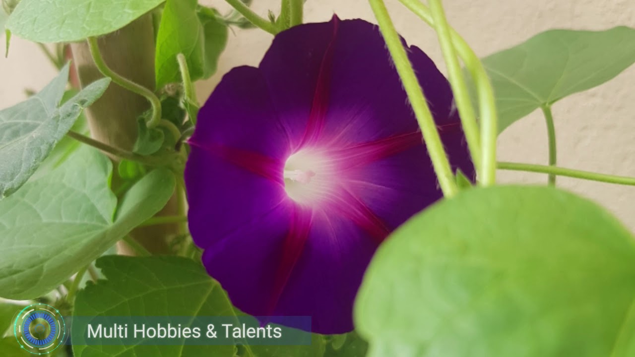 Morning Glory Flower زهرة مجد الصباح