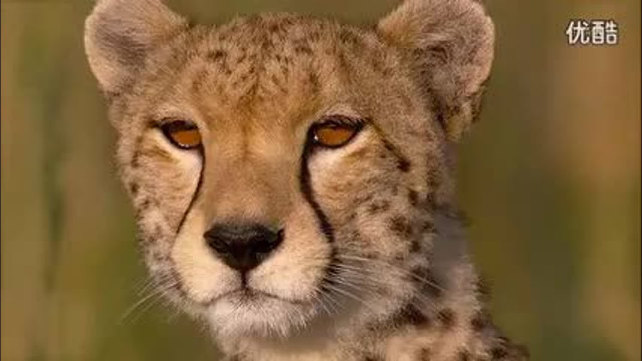 【经典镜头】猎豹捕猎汤姆森瞪羚！速度之王的绝对实力！&hellip;&hellip;