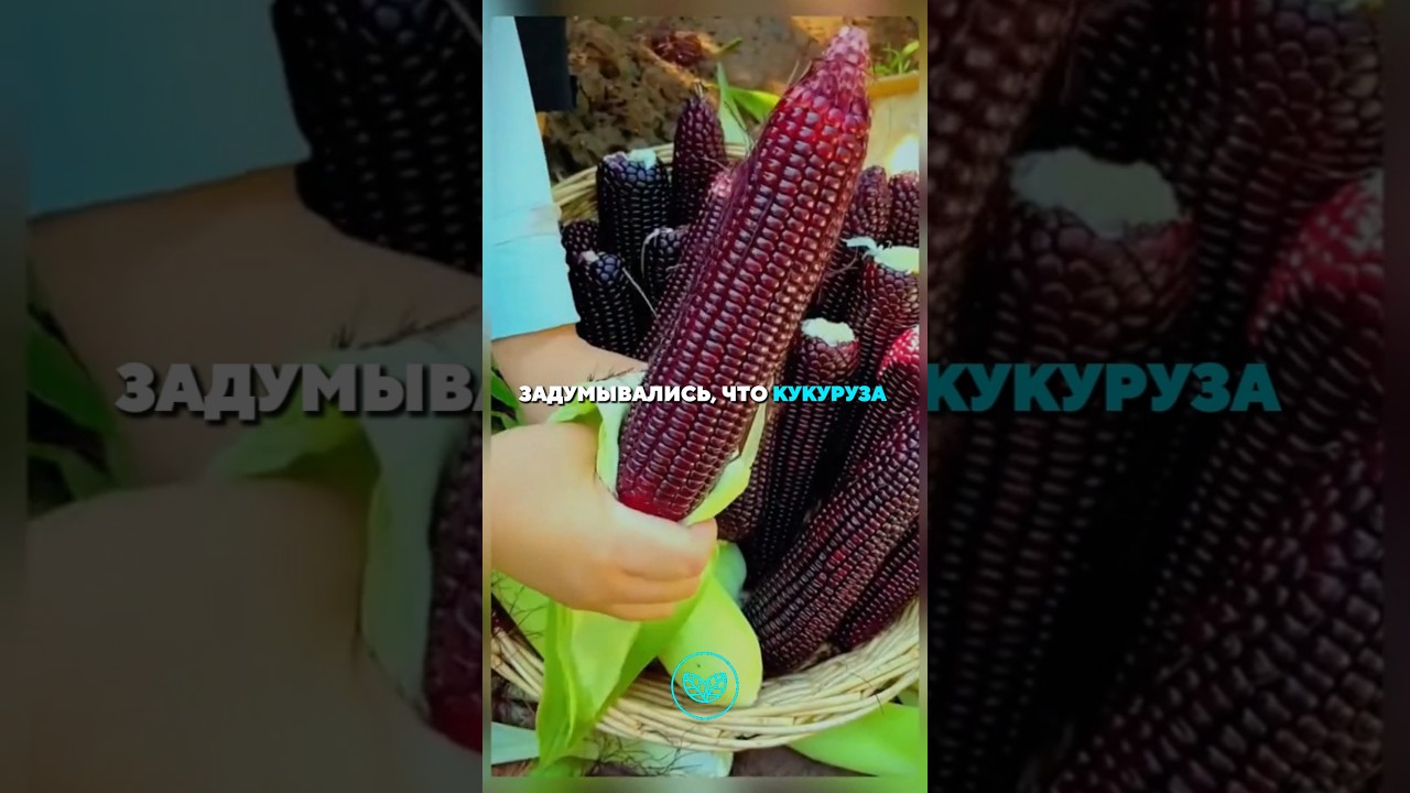 💠 Кукуруза — создание человека?