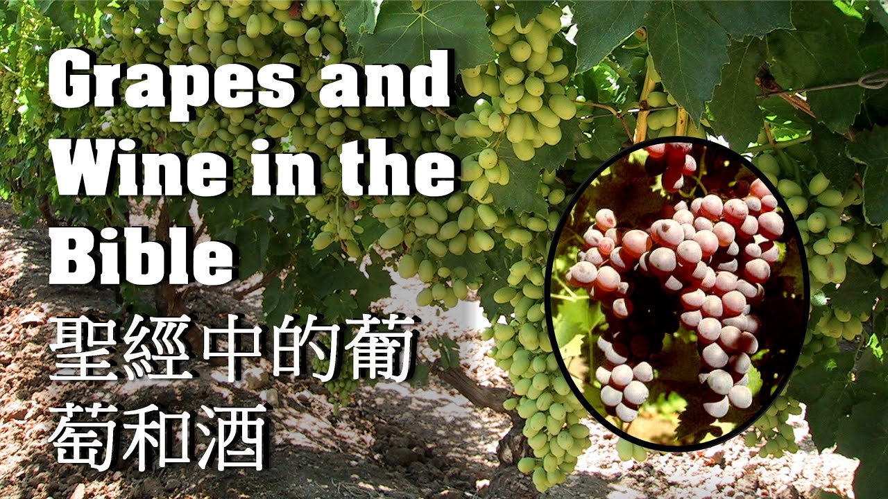 Grapes and Wine in the Bible