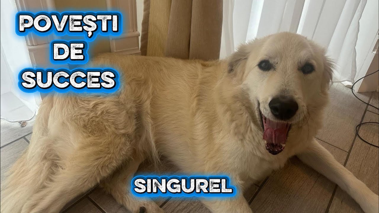 Povești de succes: Singurel