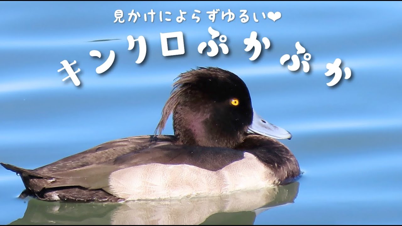 かわいいキンクロハジロのオス｜Tufted Ducks