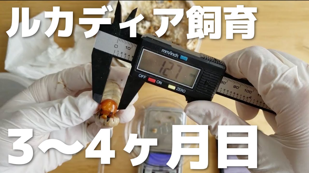 【ルカディアで弱小血統を育ててみる #2】2本目ボトル投入【ババオウゴンオニクワガタ】