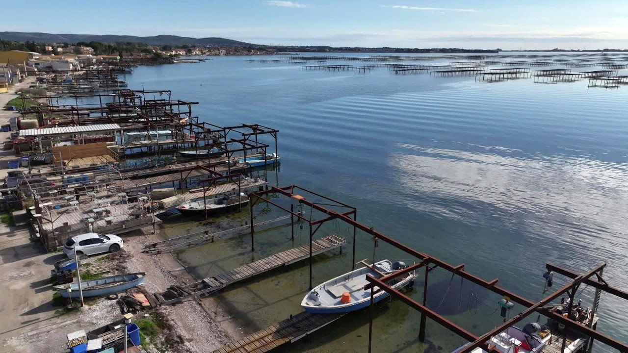 Les huitres de la lagune de Thau à nouveau commercialisées, une dégustation a fait recette à Pézenas