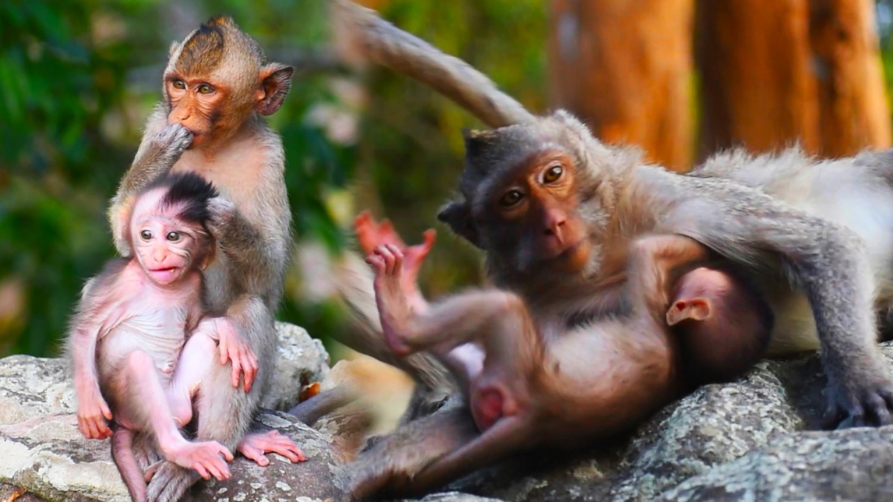 Love baby monkeys very active playing after get milk, Gorgeous wild baby monkey