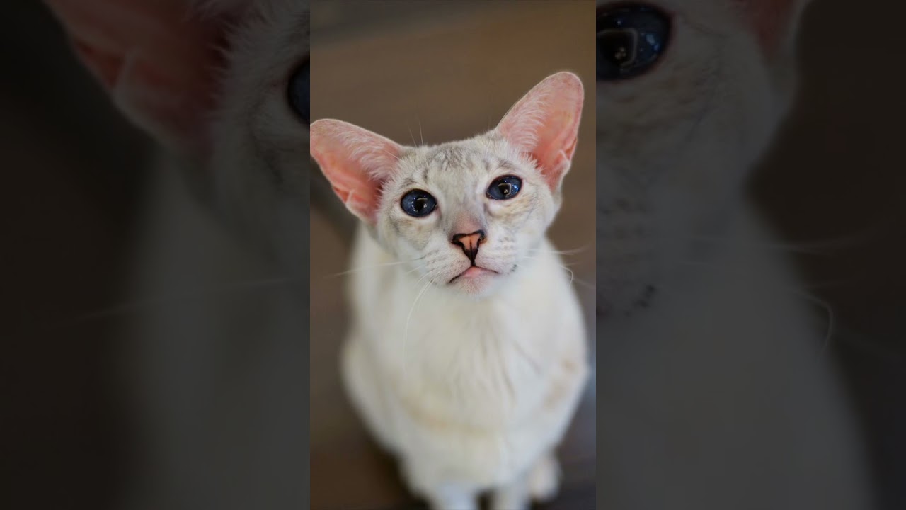#pets