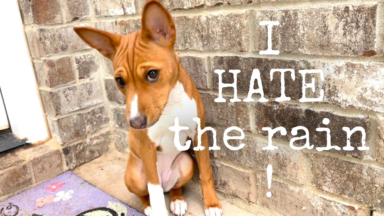 2 Basenjis Will NOT Go Out into Wet Yard to Potty (included: basenji MEOWS!)