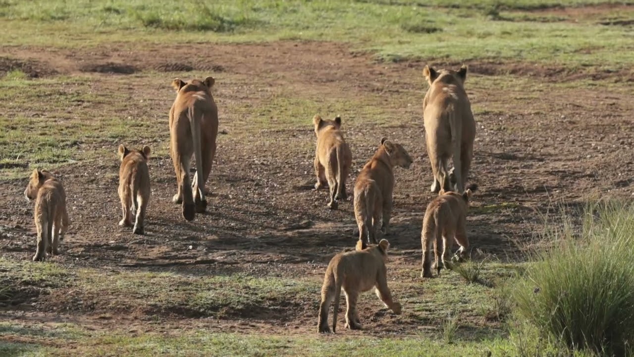 Paradise Pride, Kenya's Masai Mara