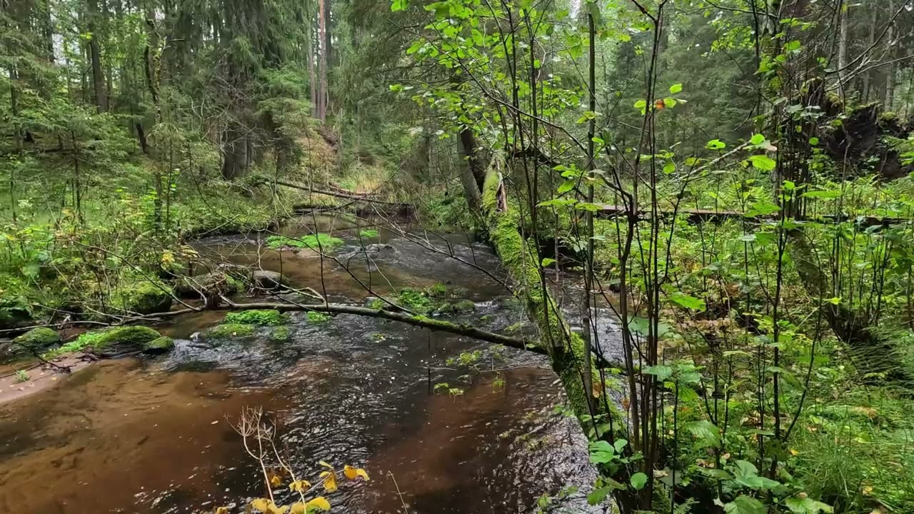 Where Leaves Meet the River/Cadlma #tree #river #leaves #relaxingscenery #relax #stream