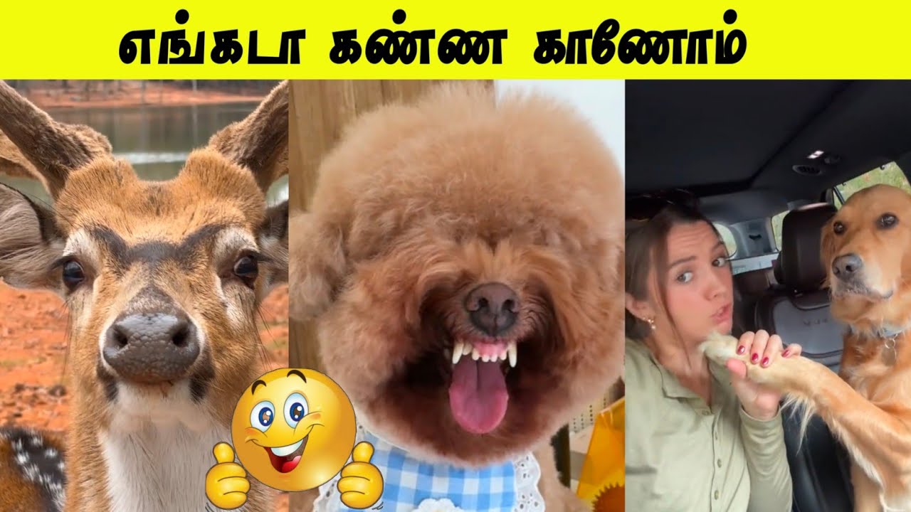 சரியான கோவக்காரன் போல 🤣 | முரட்டு விலங்கா இருக்கு