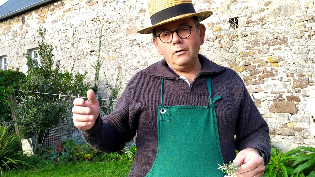 Lutte contre les chrysomèles du Romarin: Conseil de lutte naturelle sans pesticide