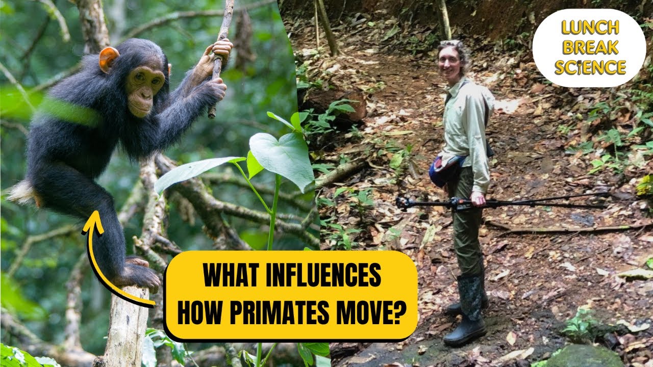 From Ground to Canopy: Exploring Primate Movement ft. Dr. Lauren Sarringhaus