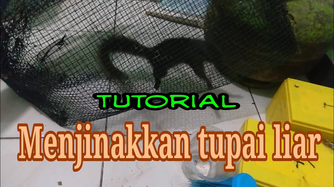 3 cara menjinakkan tupai liar ,sampek nempel kayak perangko.