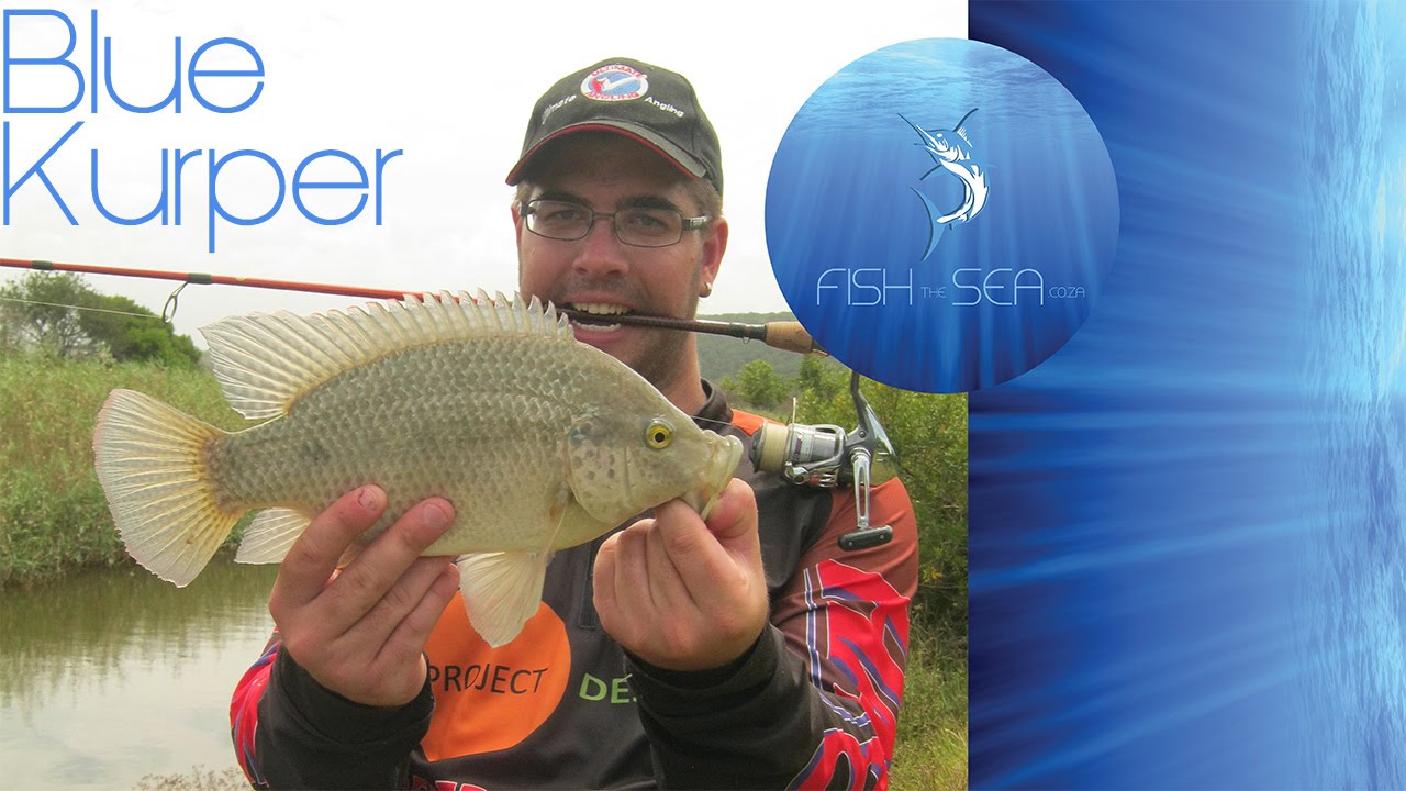 Blue Kurper Bait Fishing In Saltwater! | Fish The Sea