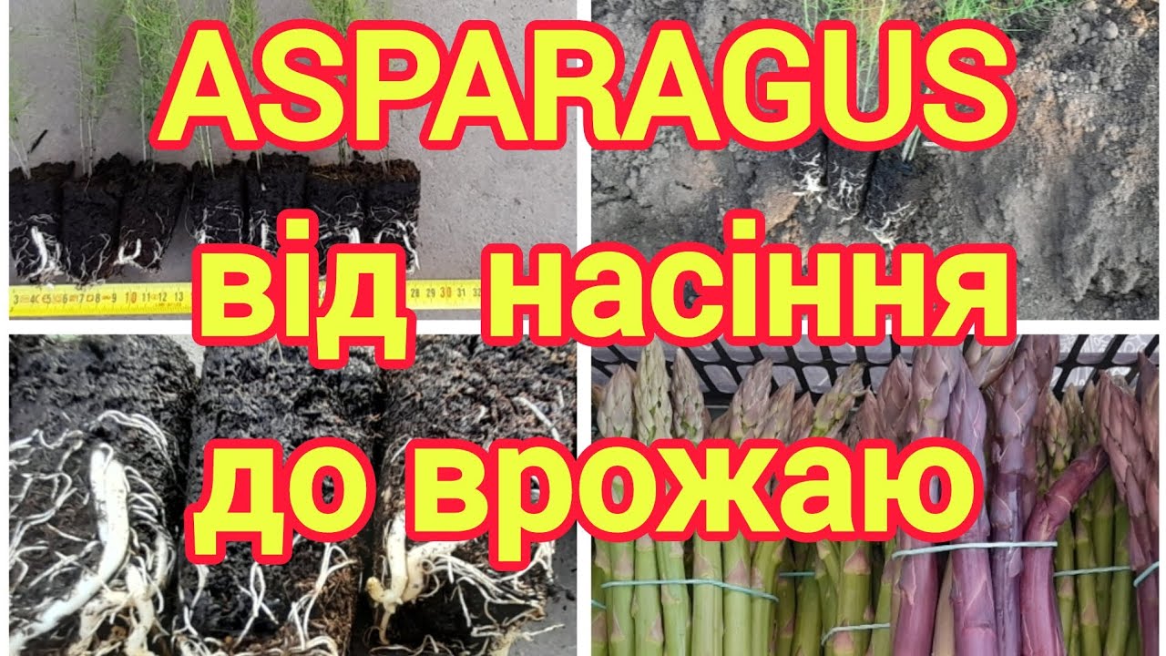 Як вирощується спаржа з насіння.