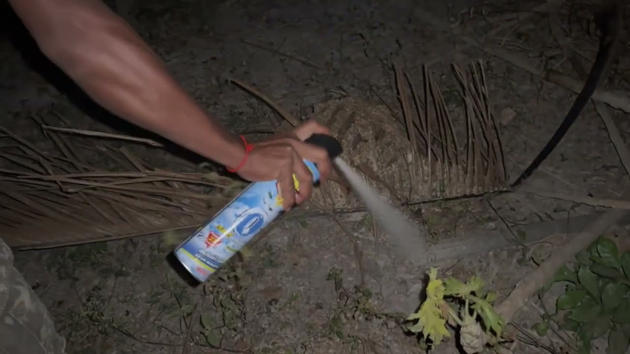 បេះឧមម៉ាល់ធំណាស់បងប្អូន
