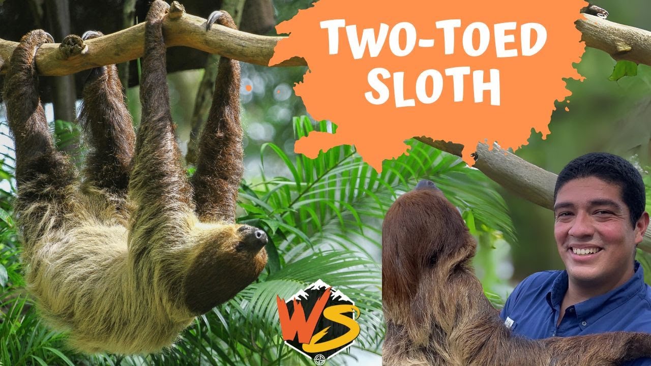 Two-Toed Sloths Unveiled: The Ultimate Guide to Nature's Delightful Dose of Slow Motion!