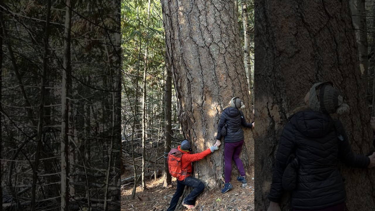 Cai Creek Hike in Old Growth Forest to Largest Ponderosa Pine Tree in BC