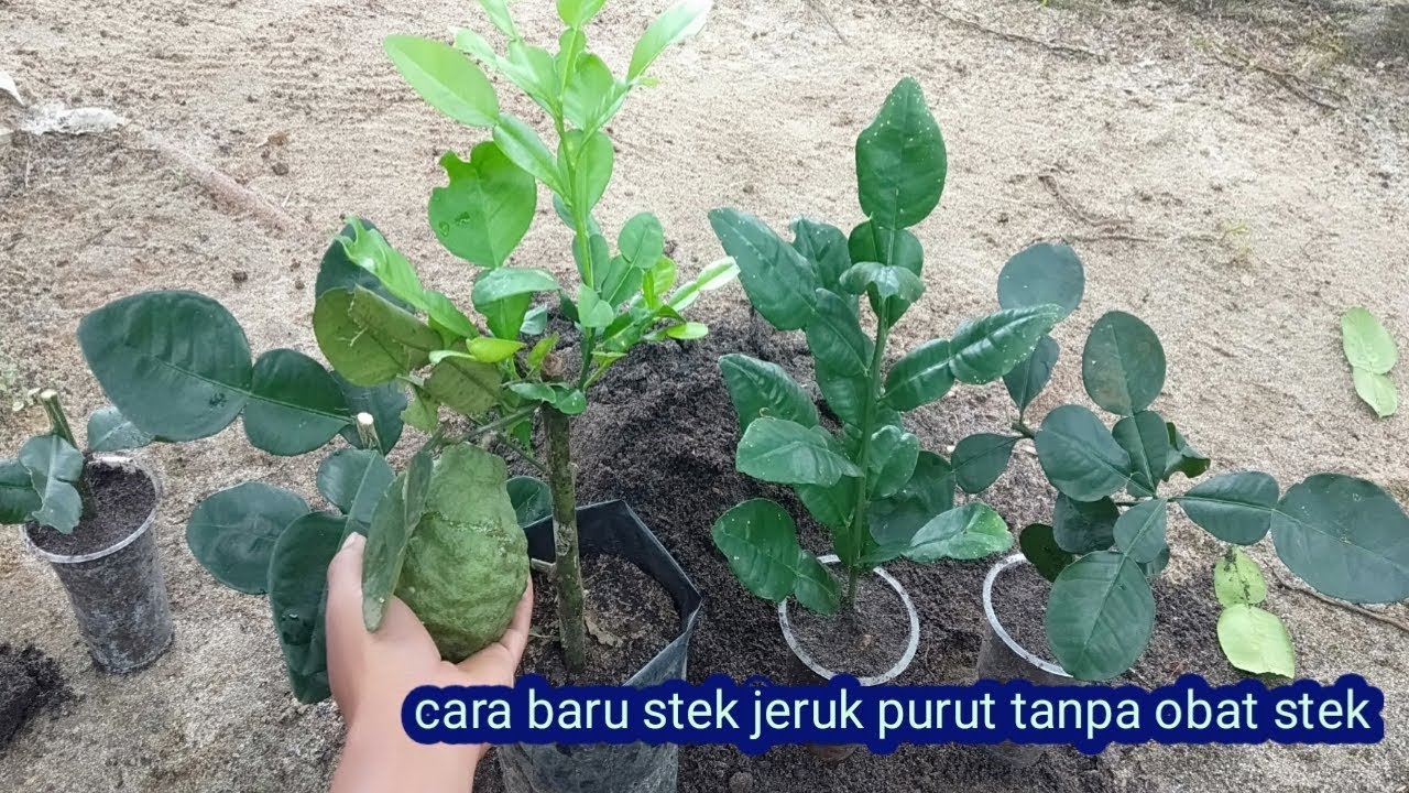 Berhasil tumbuh  cara baru stek jeruk purut tanpa obat stek