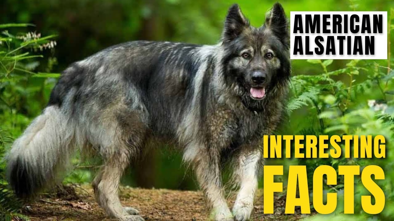 Amazing facts of American Alsatian | Interesting Facts | The Beast World
