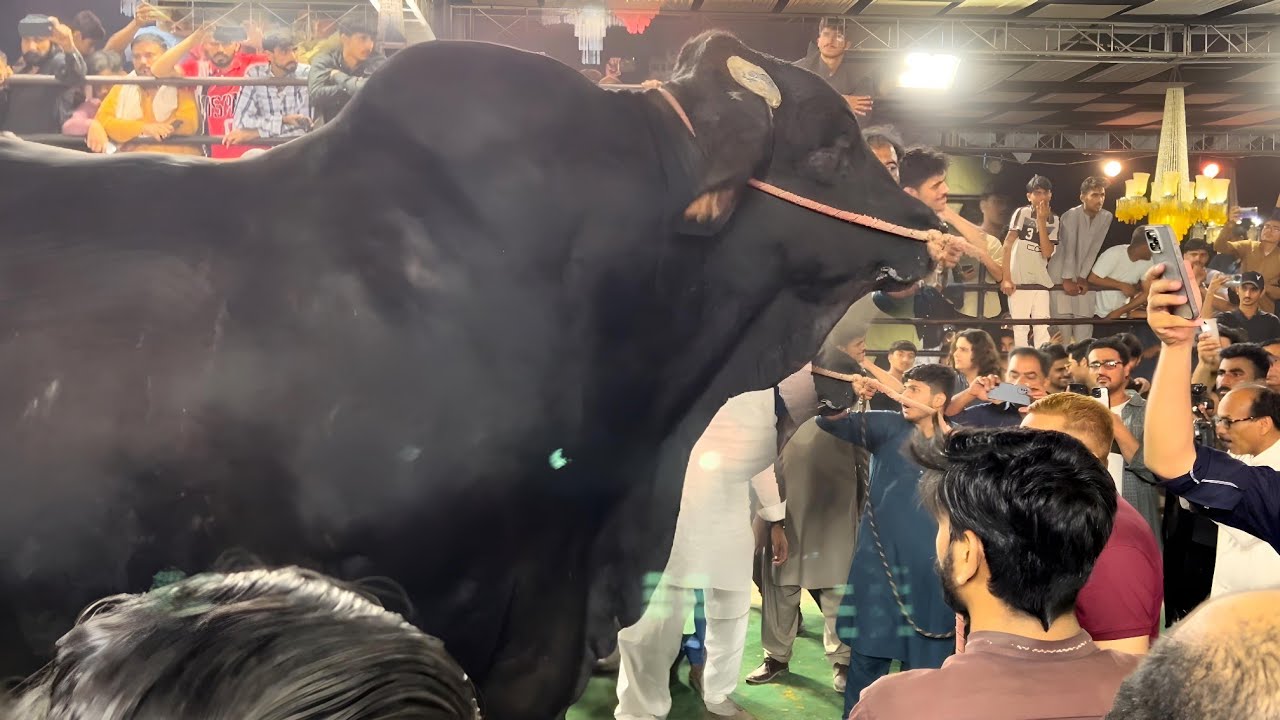 Победитель конкурса крупнейших быков мира 2025 года ll Bakra Mandi 2025 ll Cow Mandi 2025 #бык #к...