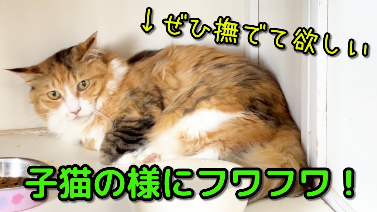 猫っ毛とはこのことか！