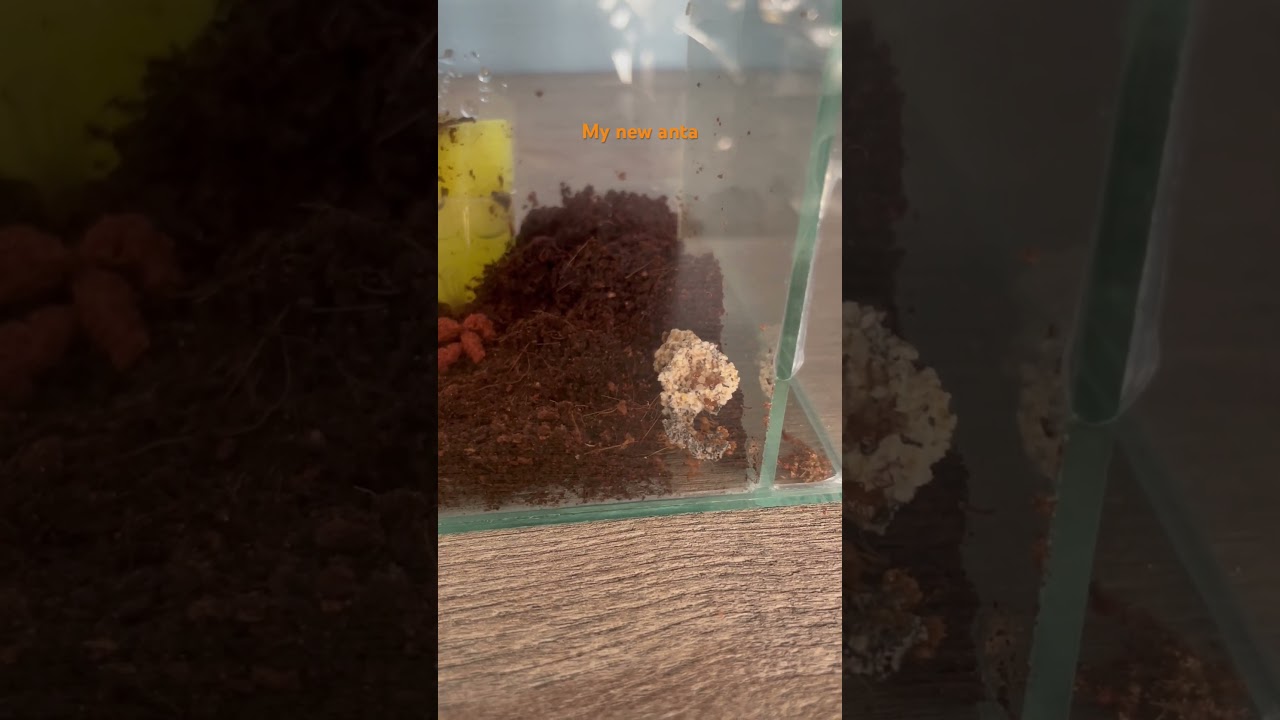 Acromyrmex octospinosus new colony