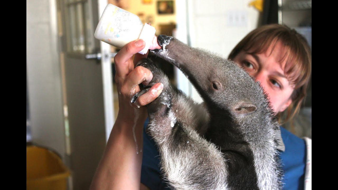 Adorable Baby Anteater - SANTA BARBARA ZOO