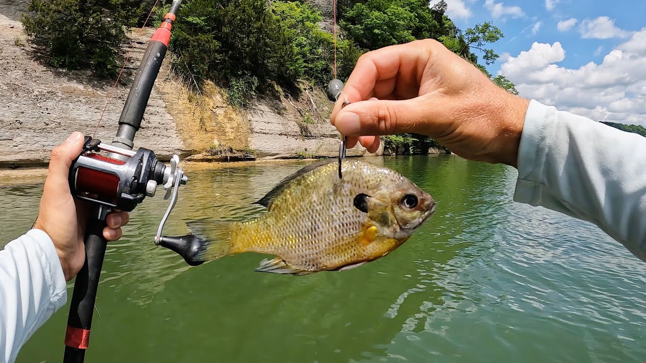 Is Bluegill The Ultimate Catfish Bait???