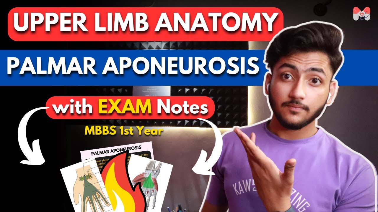 Upper Limb Anatomy - Palmar Aponeurosis | MBBS 1st Year - Full Explanation With Notes | MBBS World