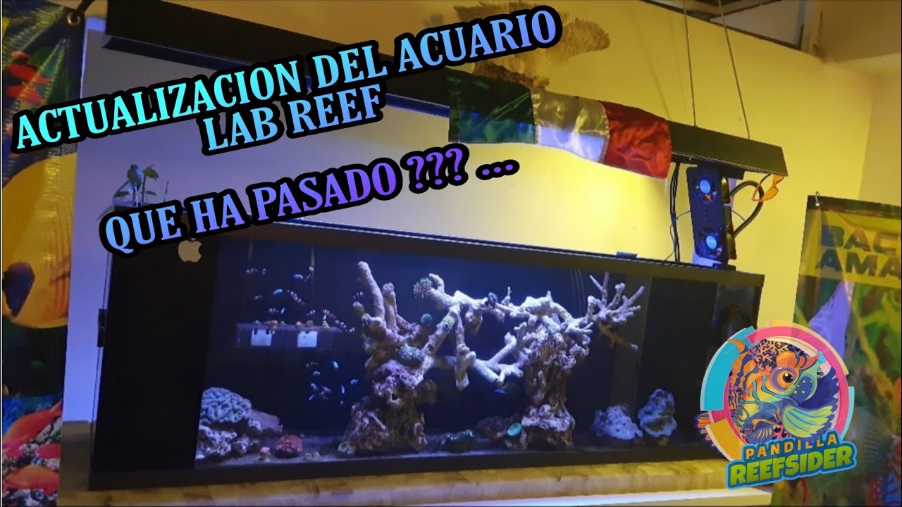 MONTAJE DE ACUARIO MARINO CON AGUA DE GRIFO/LLAVE (PARTE 3, acualizacion del acuario Lab Reef)