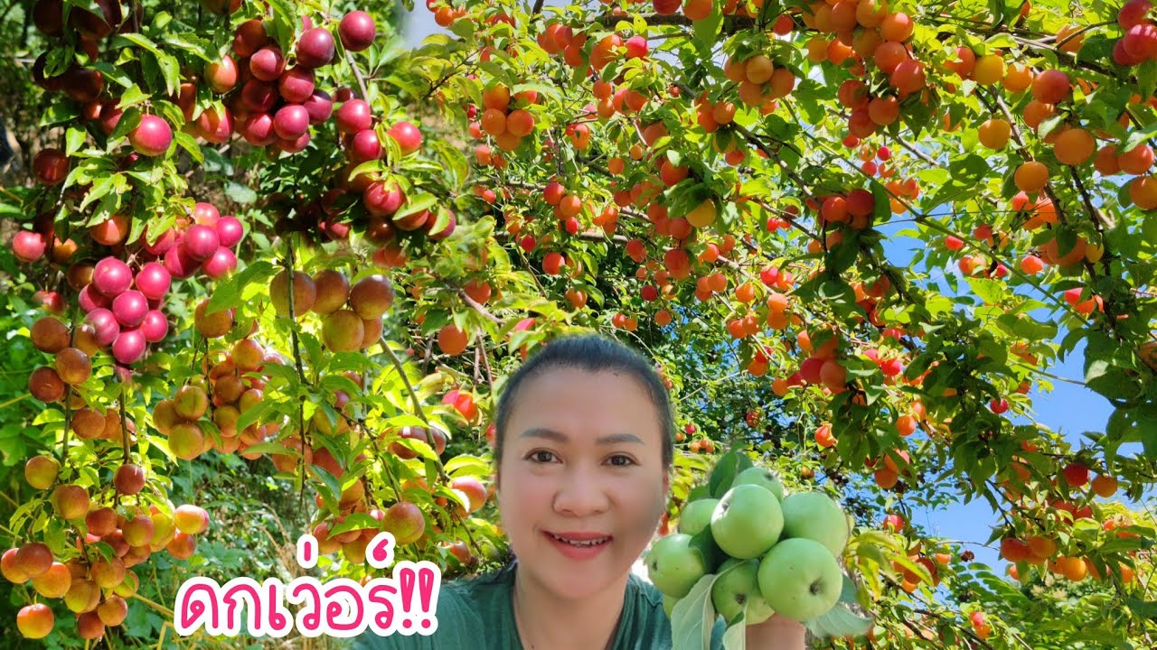 ดกอลังการ​มาก‼️บุกดงพลัมป่า, แอปเปิ้ล​ป่า.Ep88|2024