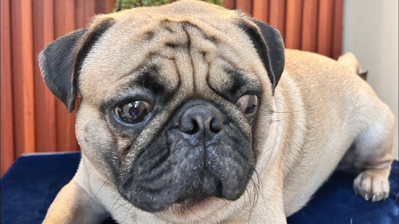 Pug dog barking sounds | Cheeku ko Chicken khaana hain #funny #pug #pets #labrador #dog 