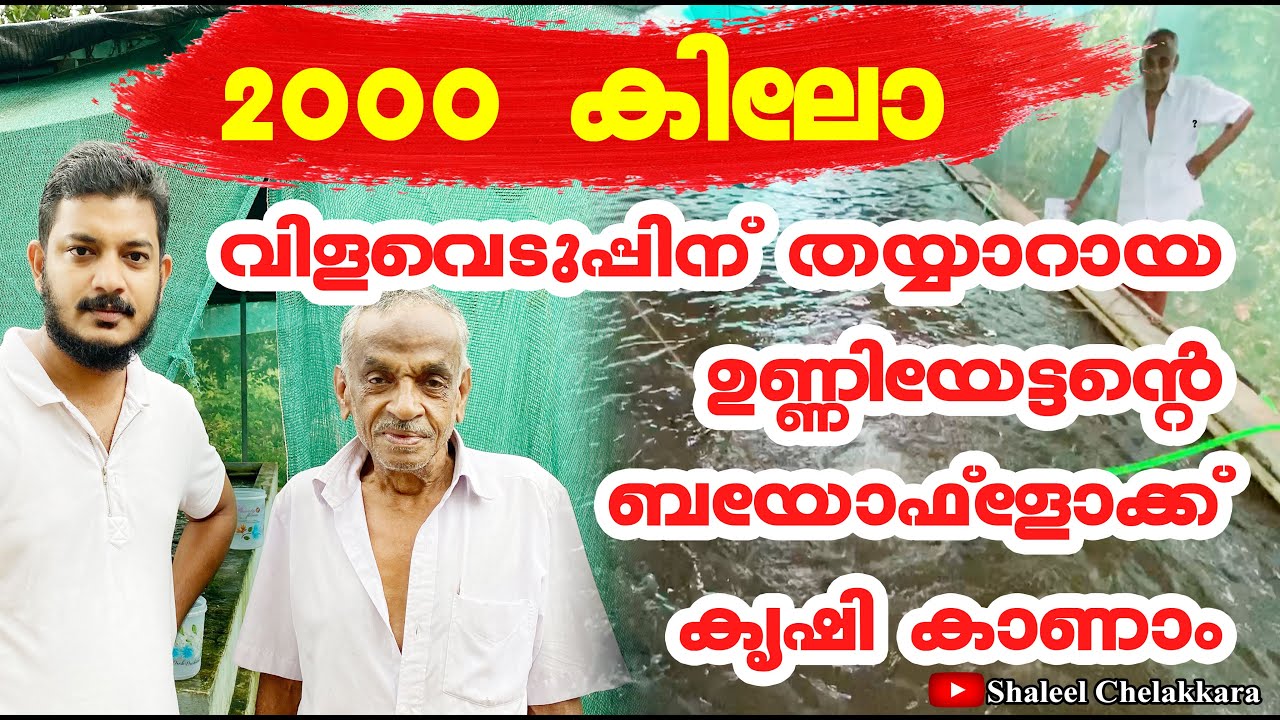 2000 കിലോ വിളവെടുപ്പിന് തയ്യാറായ ഉണ്ണിയേട്ടന്റെ ബയോഫ്ലോക്ക് മത്സ്യ കൃഷി I Bioflock fish farming