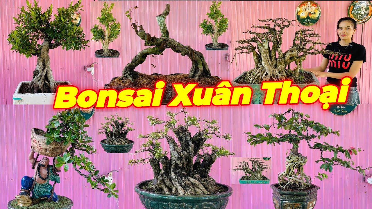 XUÂN THOẠI | #0989237176 | CÂY ĐẸP GIÁ MỀM KHẾ GÂN, PHI LAO, ĐIỆP LÀO, MCT CỔ, SI NHẬT, NGUYỆT, ỔI..