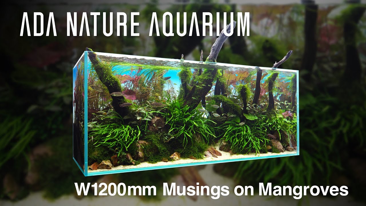 [ADAview] Musings on Mangroves マングローブに思いを馳せて  -W1200mm Nature Aquarium Layout-【EN/JP Sub.】