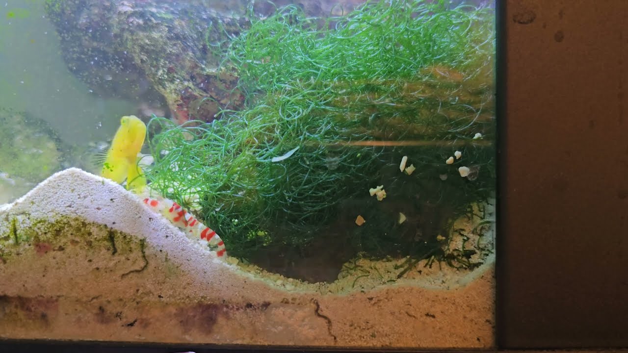 Randal's Pistol Shrimp Timselapse