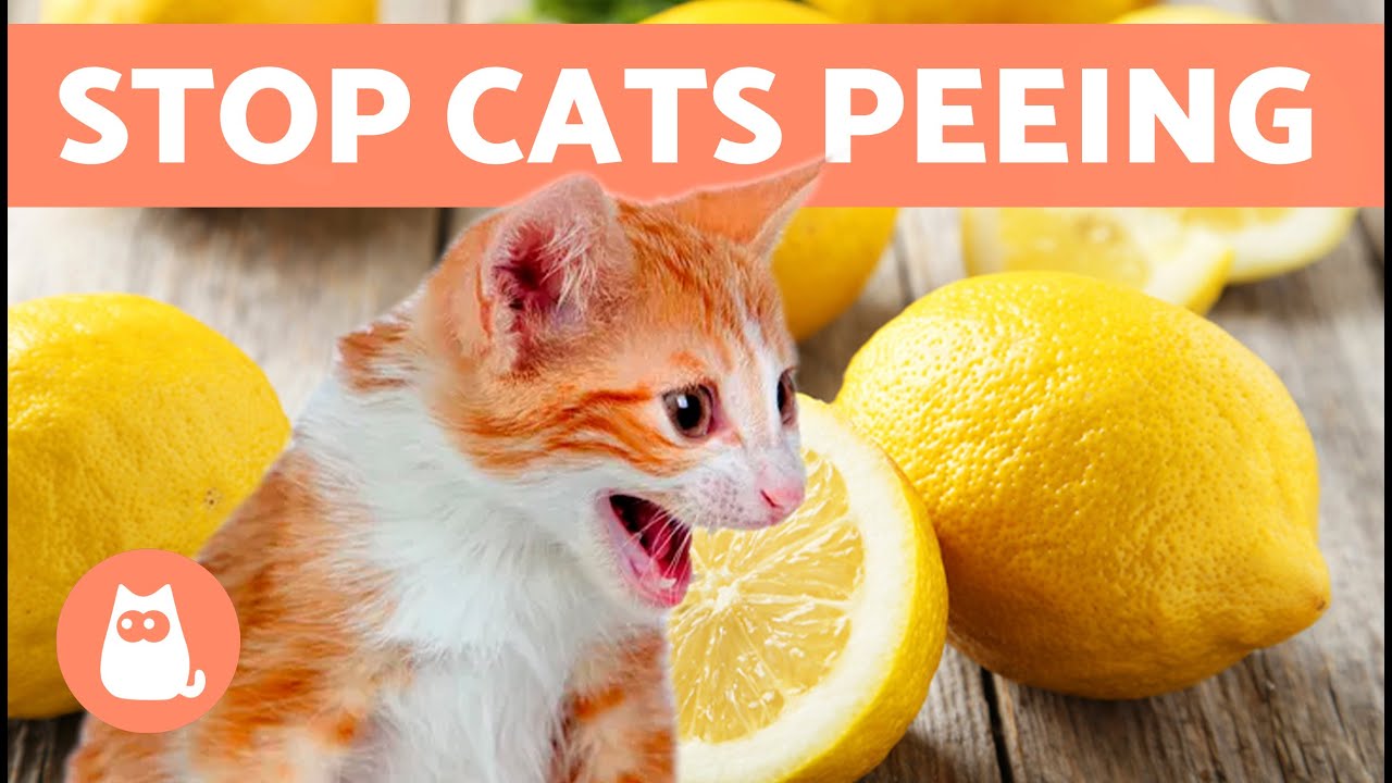 10 HOME REMEDIES to STOP Your CAT PEEING at HOME 🐱✅ (Cat Repellent)