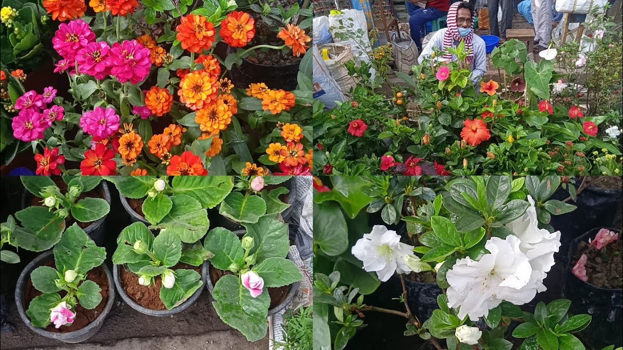 Tala Haat || Current Prices Of Camellia Plants Gloxinia Double Colour Hibiscus & Other Flower Plants