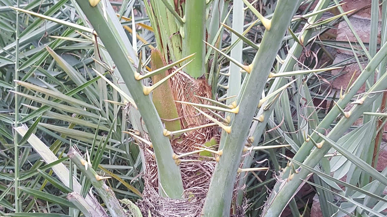 Can we get fruiting from a date palm in container (English)