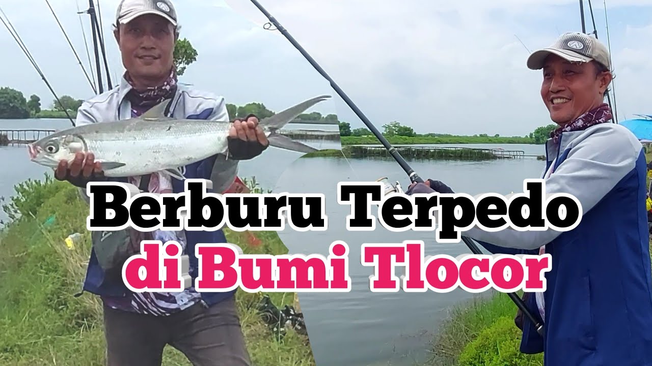 Ganasnya Sambaran Bandeng Tlocor