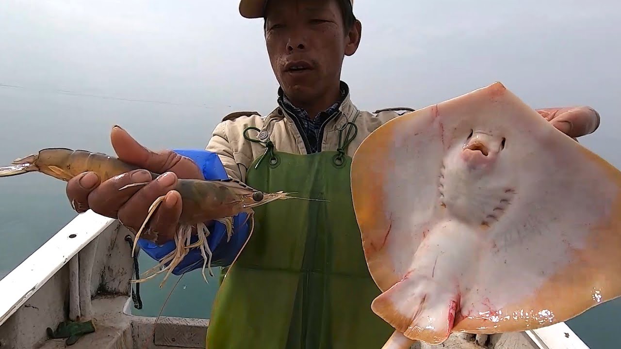 开车去远处海域放网，期待鱼虾多多还抓到海蛇，老客户把虾全买了