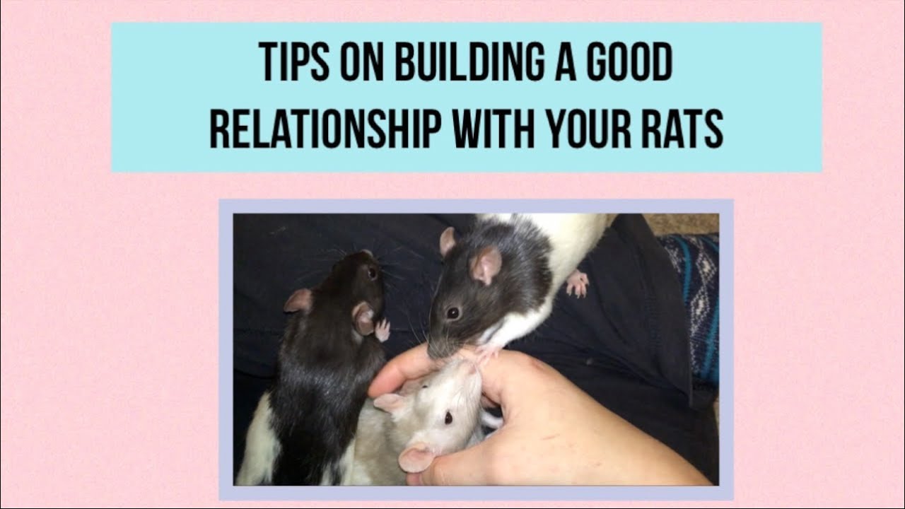 Tips on Building a Good Relationship with your Rats!