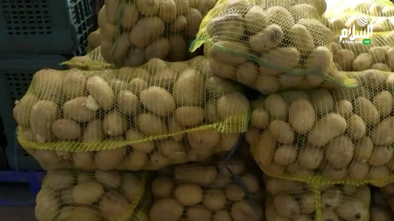 فلاحة البطاطا الجزائرية بين الوفرة المحلية و الطموح العالمي : واد سوف في الصدارة