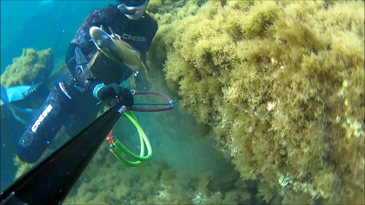 Spearfishing shallow water in cyprus 2017/Sampson A