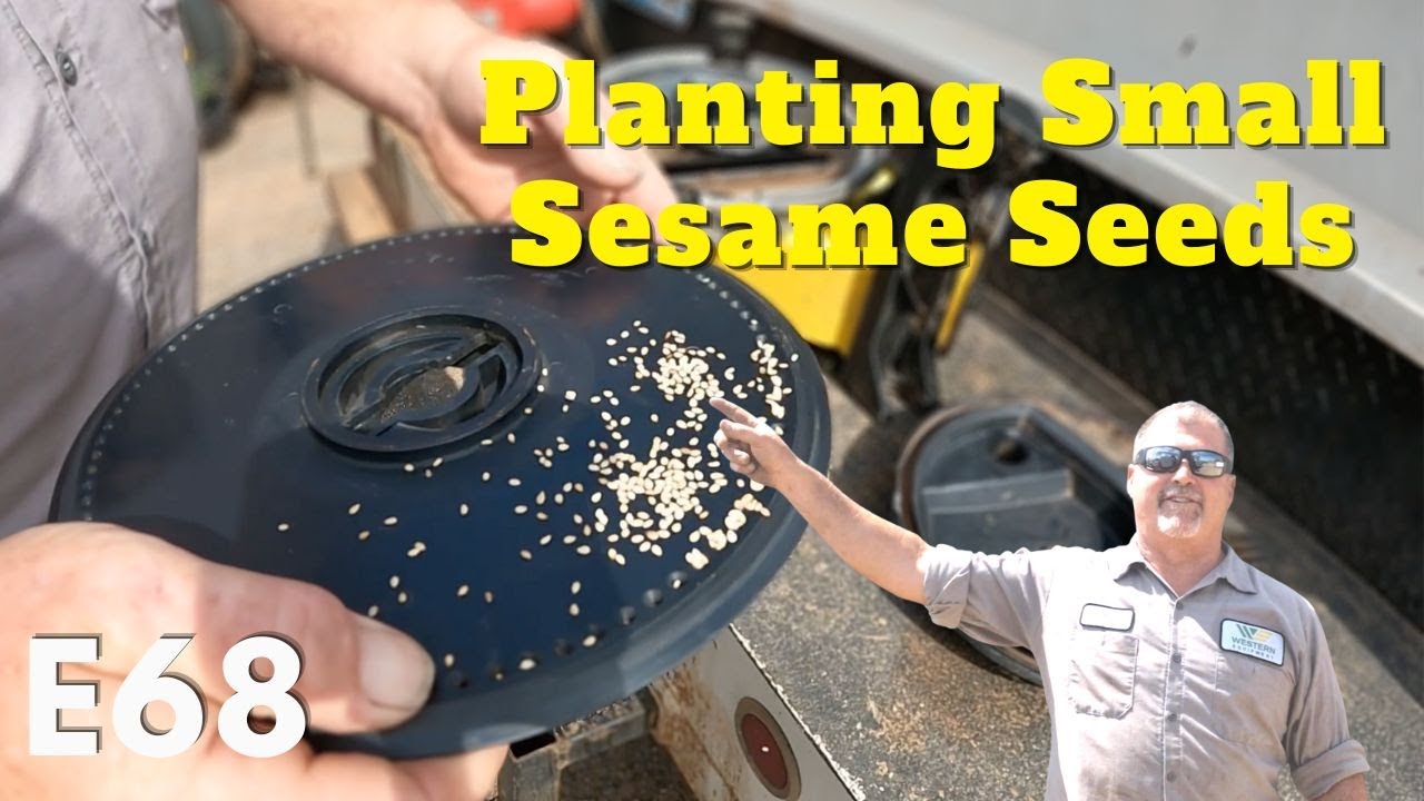 Larry's Life E68  | Tips Planting Sesame