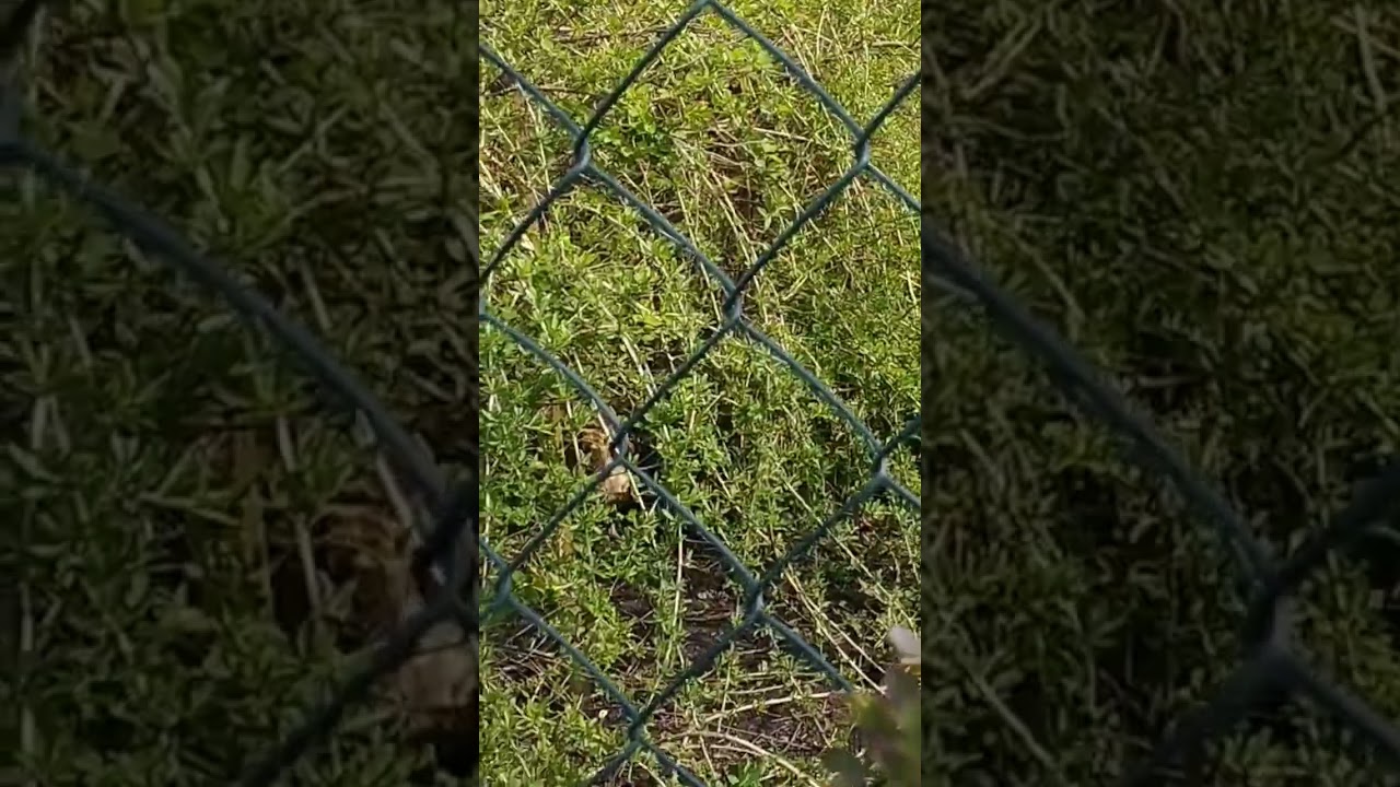 The chicken video #animals #cambodia #farmlife #germany #animallife #chicken #farm #chickens