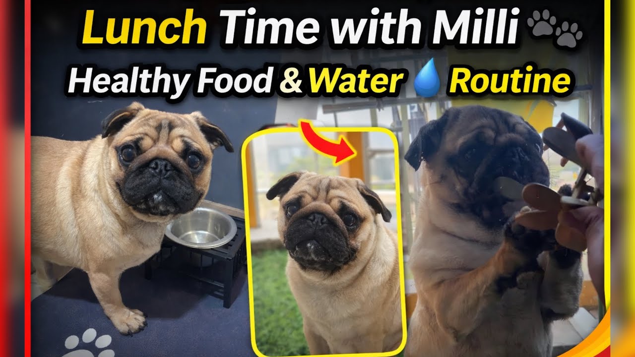 Lunch Time with Milli 🐾 | Healthy Meal & Hydrated Water Routine