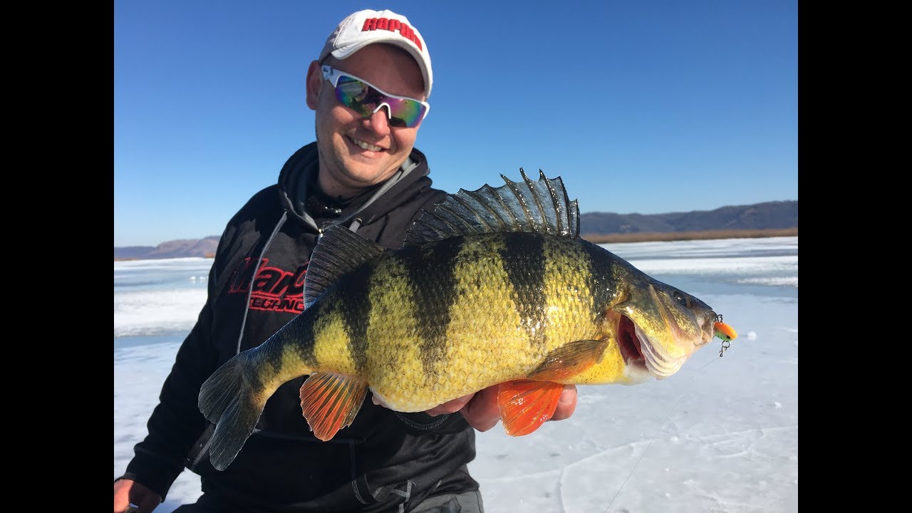 Ice Fishing for GIANT PERCH on the Mississippi River in Minnesota - In-Depth Outdoors TV  12, E 13